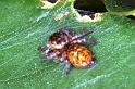 Carrhotus_xanthogramma_RF0678_Z_75_Les Gris_Frankrijk